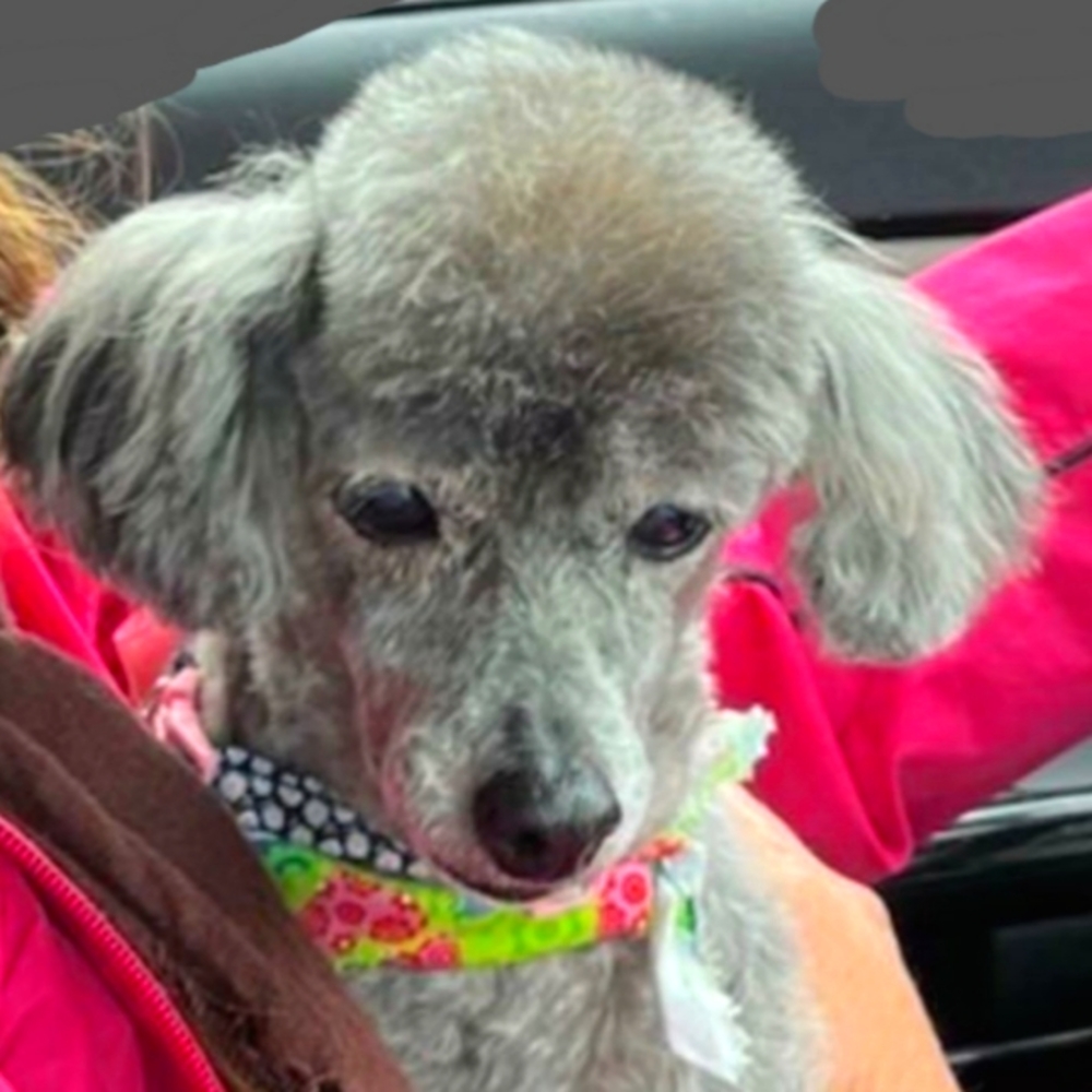 🌴♥️ Meet the Newest Addition to our Family ~ Luna ~ our Pet Poodle 🐩 ❤🌴